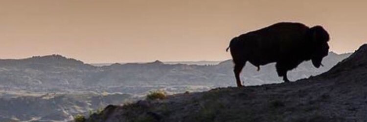 drl3356's profile banner image