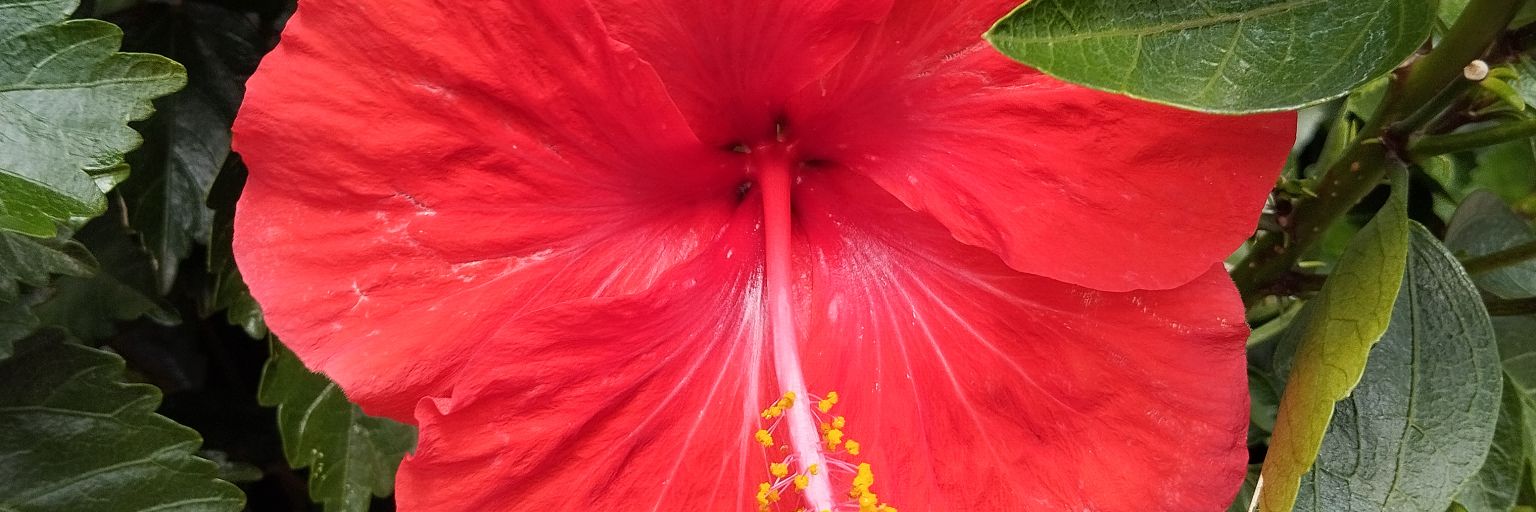 funvanilicious's profile banner image