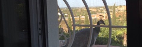 Alberdina Liewes banner