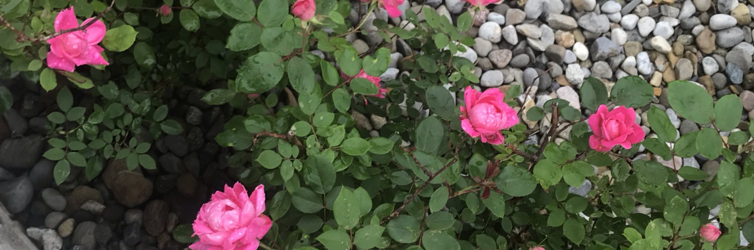 OfPinkest's profile banner image