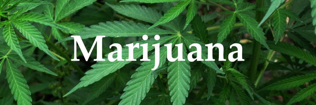 MarijuanaMag's profile banner image