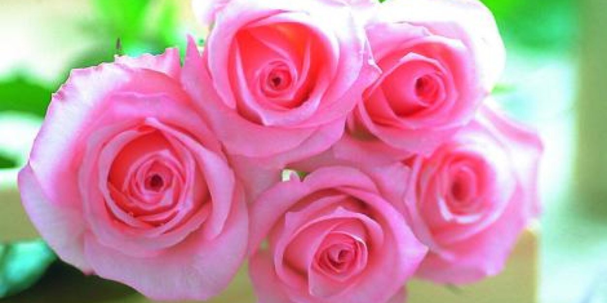 ViggleMom's profile banner image