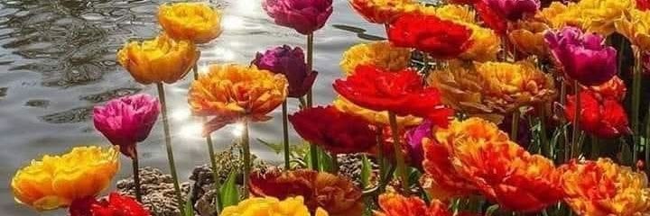 Peppppa.💜🇪🇸💫💯 banner