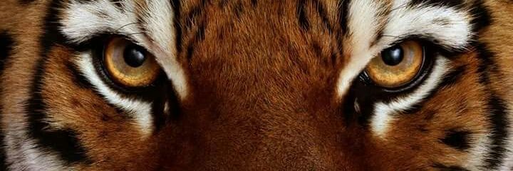 YelaFlow94's profile banner image