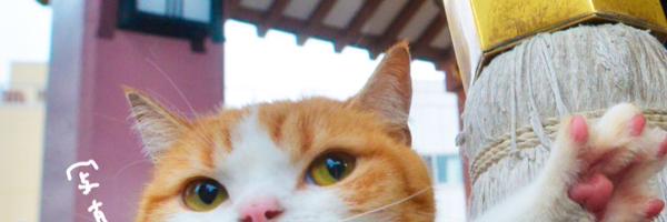 teamemi Profile Banner