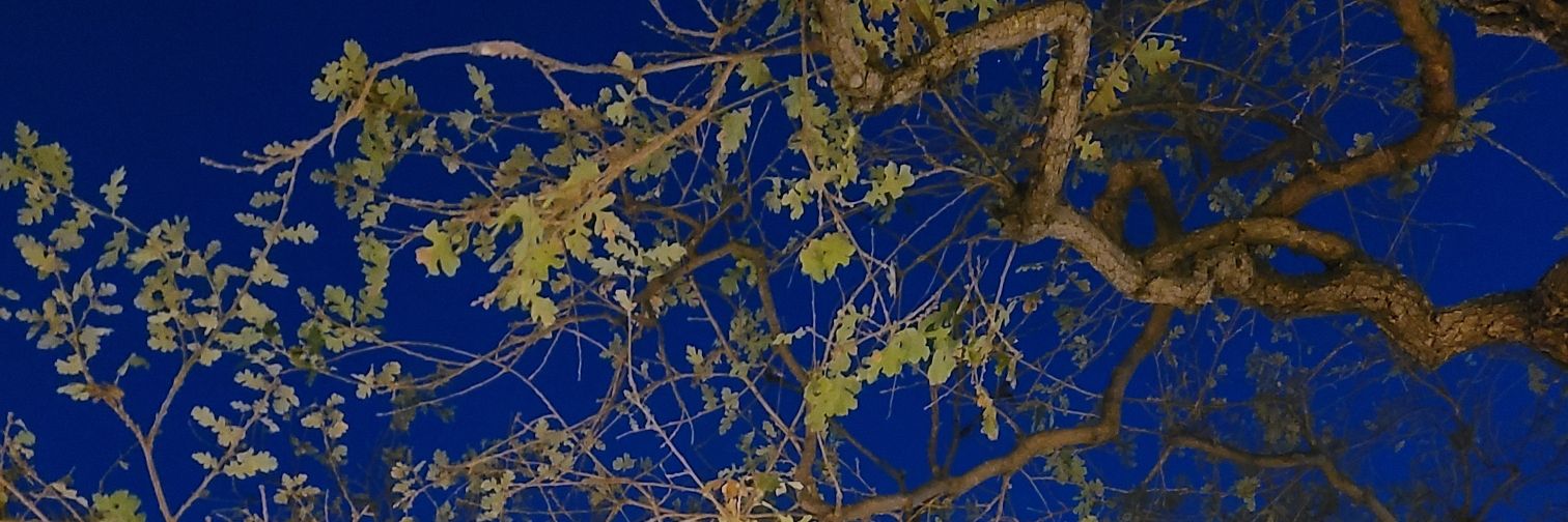 jolieravioli's profile banner image