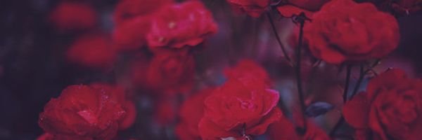 Alejandrafss's profile banner image