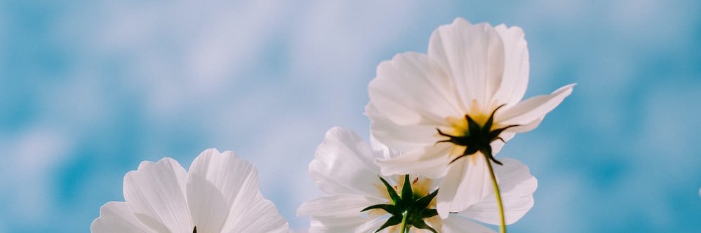 VineetaD_'s profile banner image