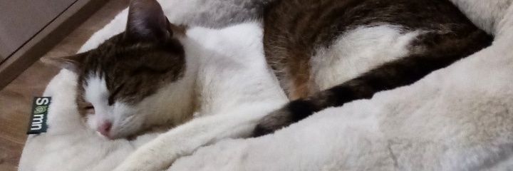 Loggybear95's profile banner image