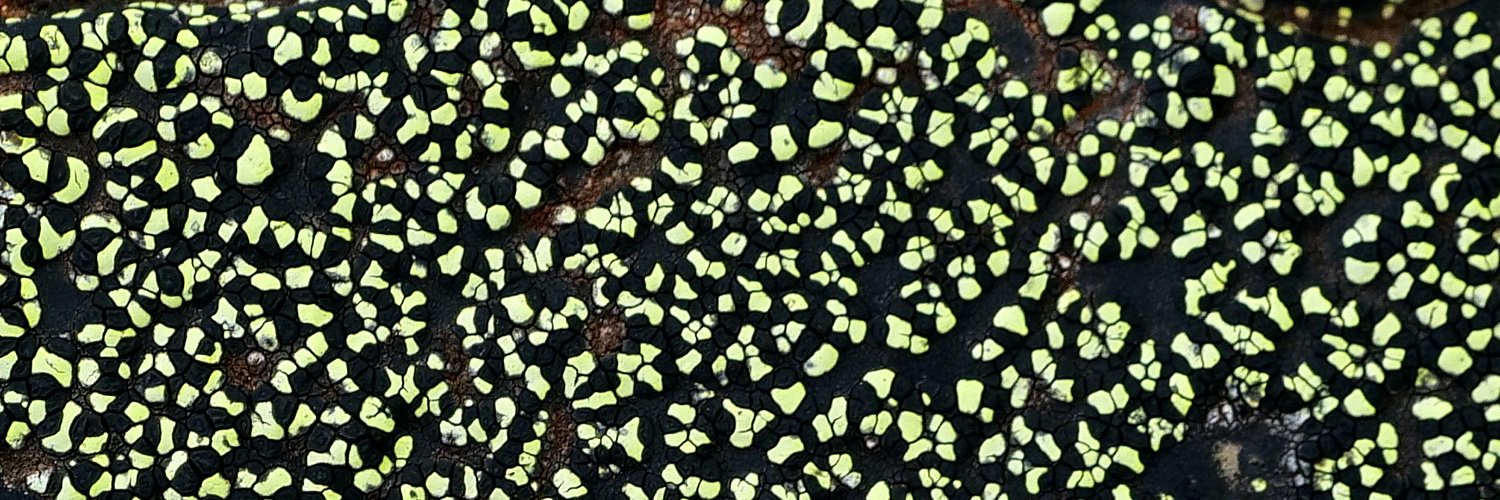 Sebastian Mullaert banner