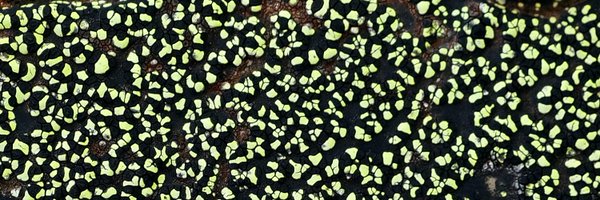 SebMullaert Profile Banner