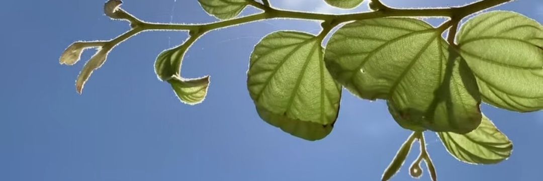 eigerif's profile banner image