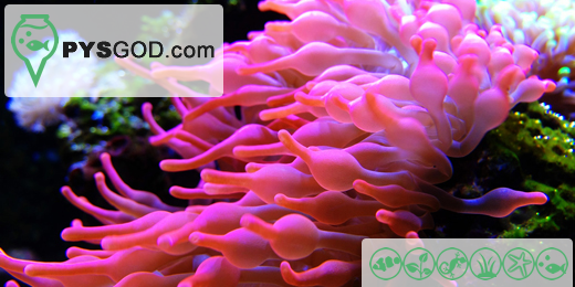Pysgod Acuariofilia banner