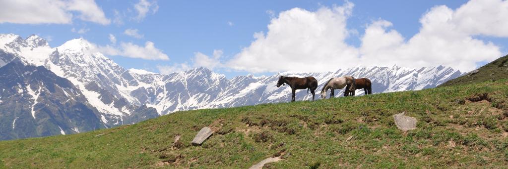 Krish Shankar banner