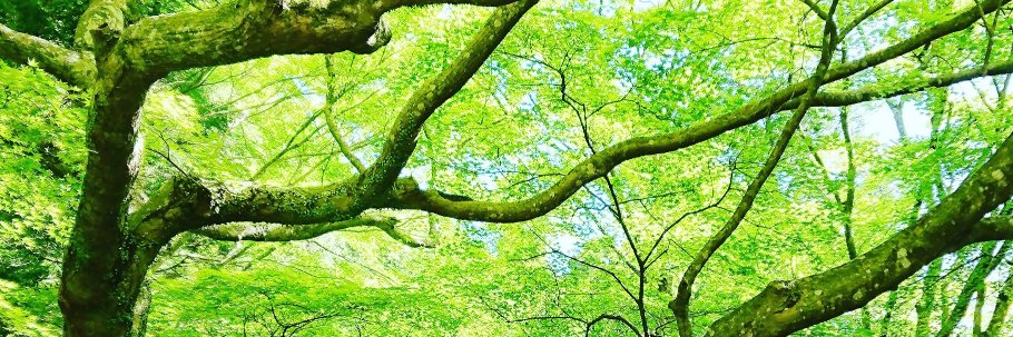 rooibosteacher's profile banner image