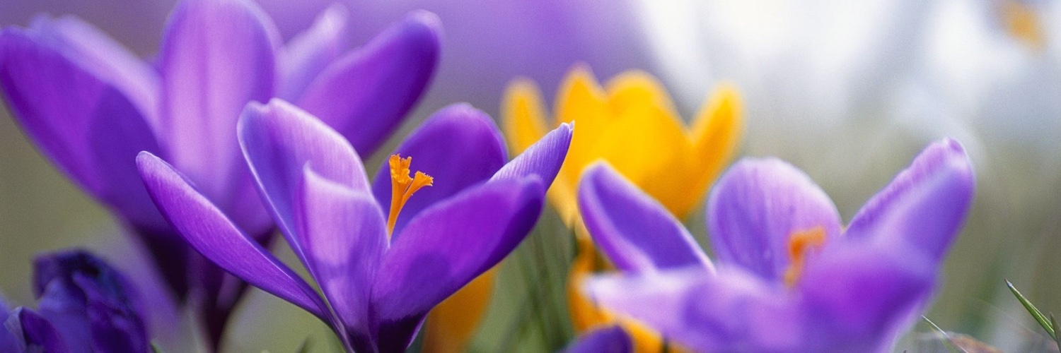 happpygal's profile banner image