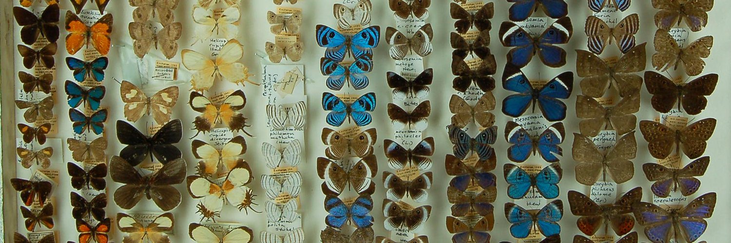 Oxford Lepidoptera Profile Banner