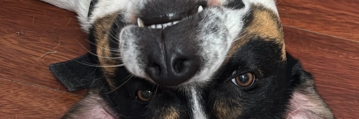 PerafanCepedaJ's profile banner image