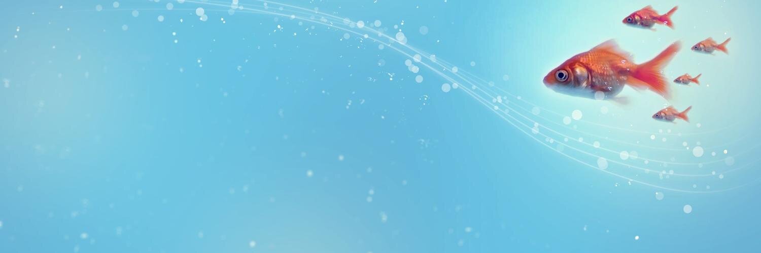 mucarucar's profile banner image