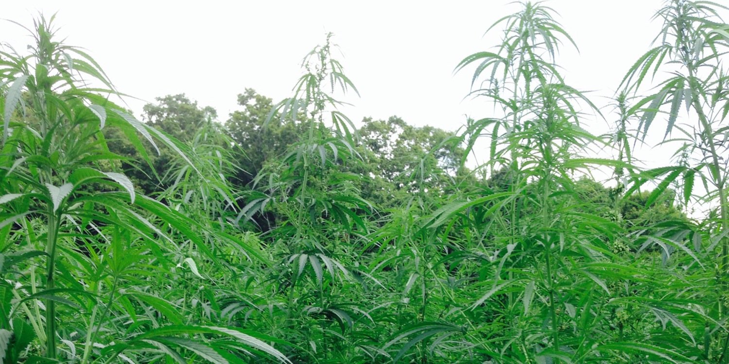 HendrixHemp's profile banner image