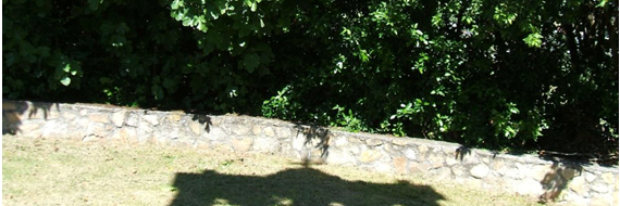 Ninodemera's profile banner image