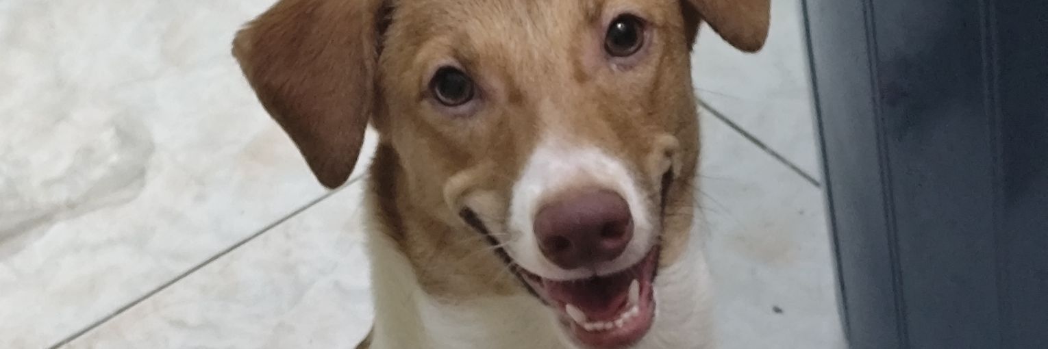 bianbinas's profile banner image