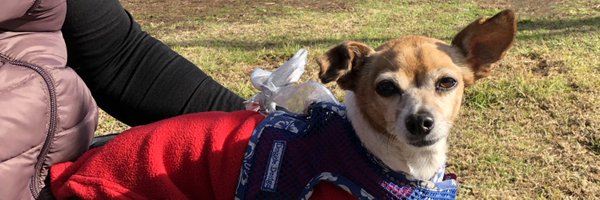 ladylabsf Profile Banner