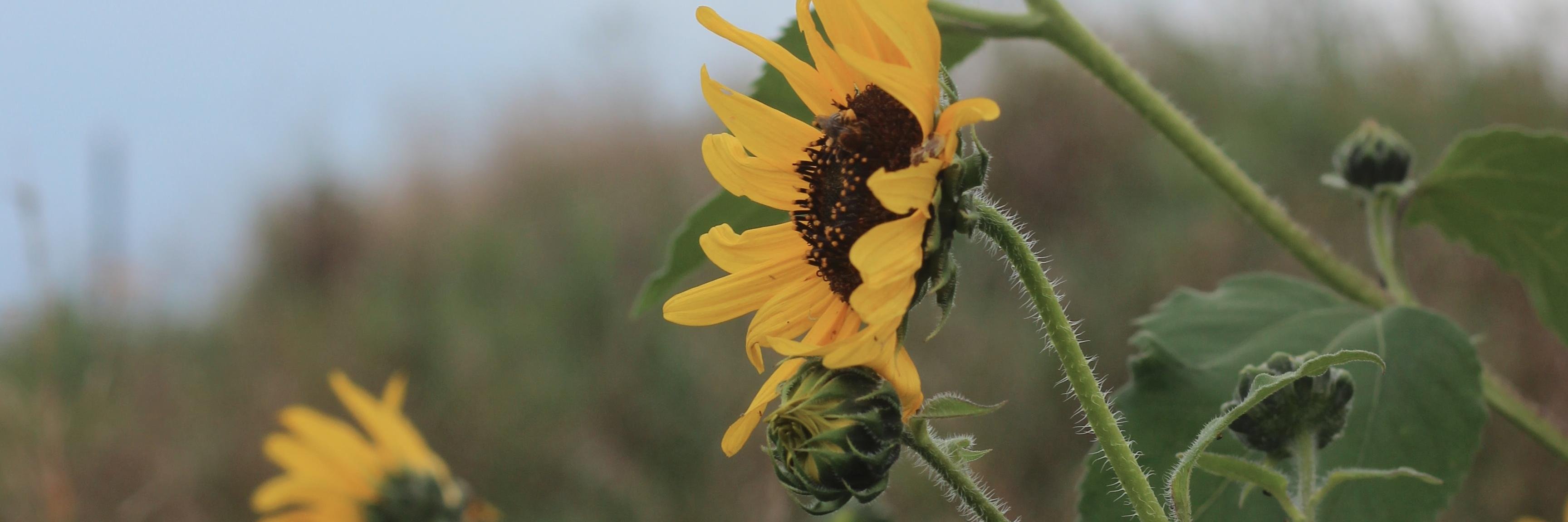 countrywilde's profile banner image