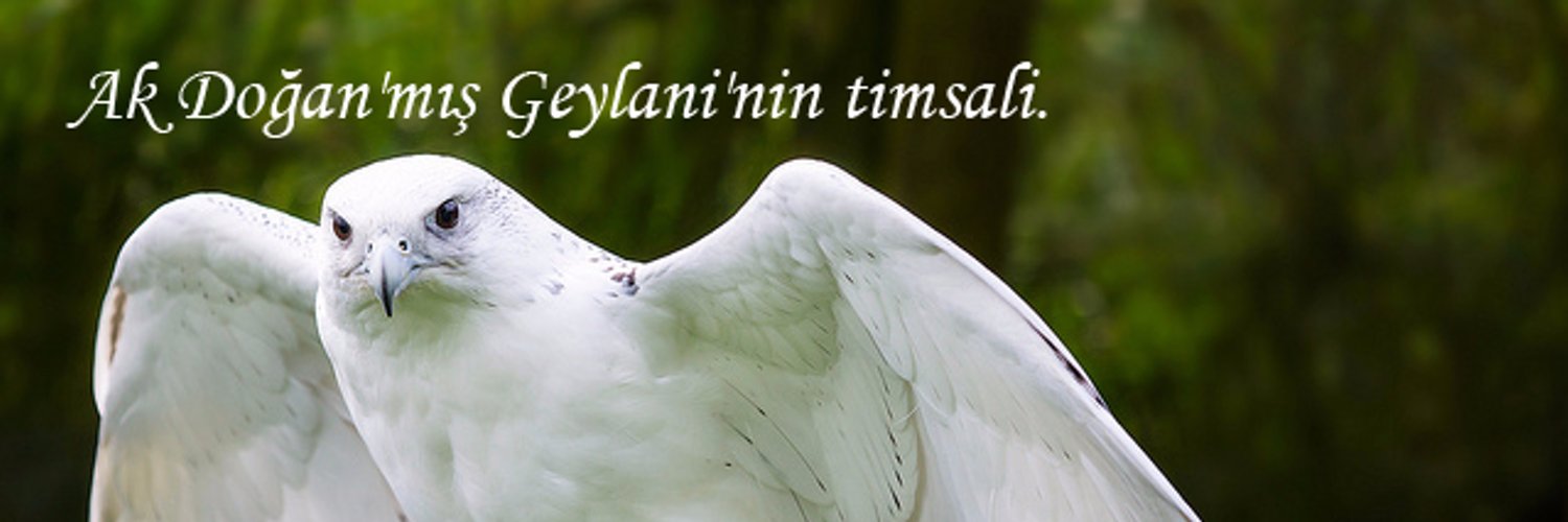 Ali Efendi Profile Banner