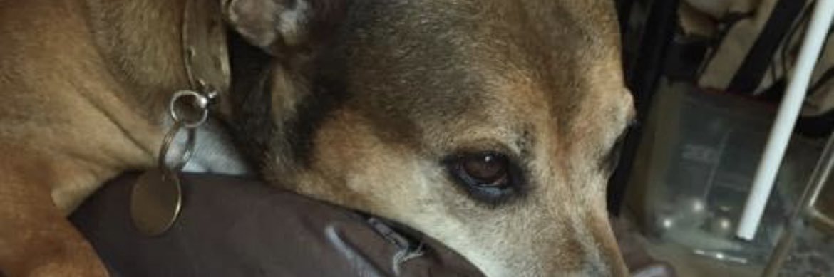 pandasmith77's profile banner image