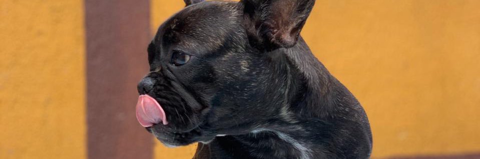 WendelBindi's profile banner image