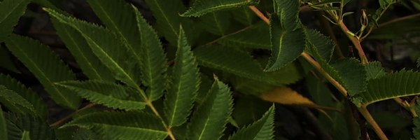 Alweene Profile Banner