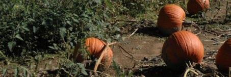 Dr. Angela Stickle banner