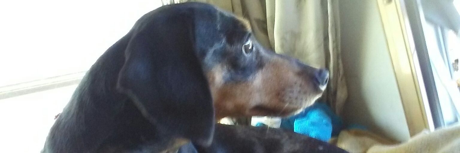 samuelboles's profile banner image
