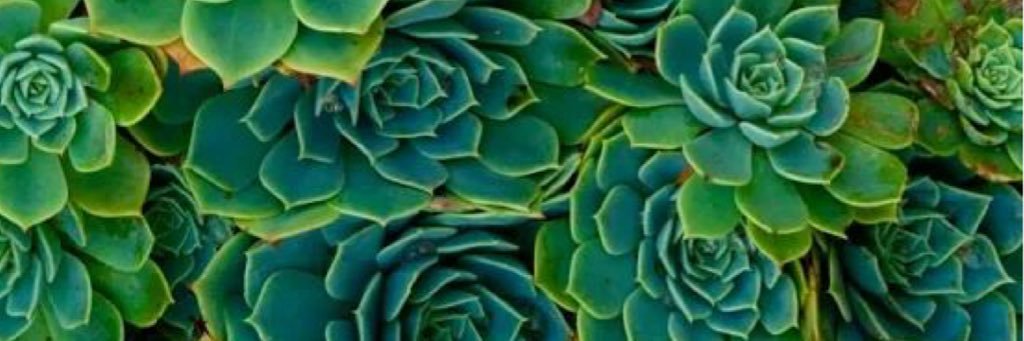 Jessica Glancy banner