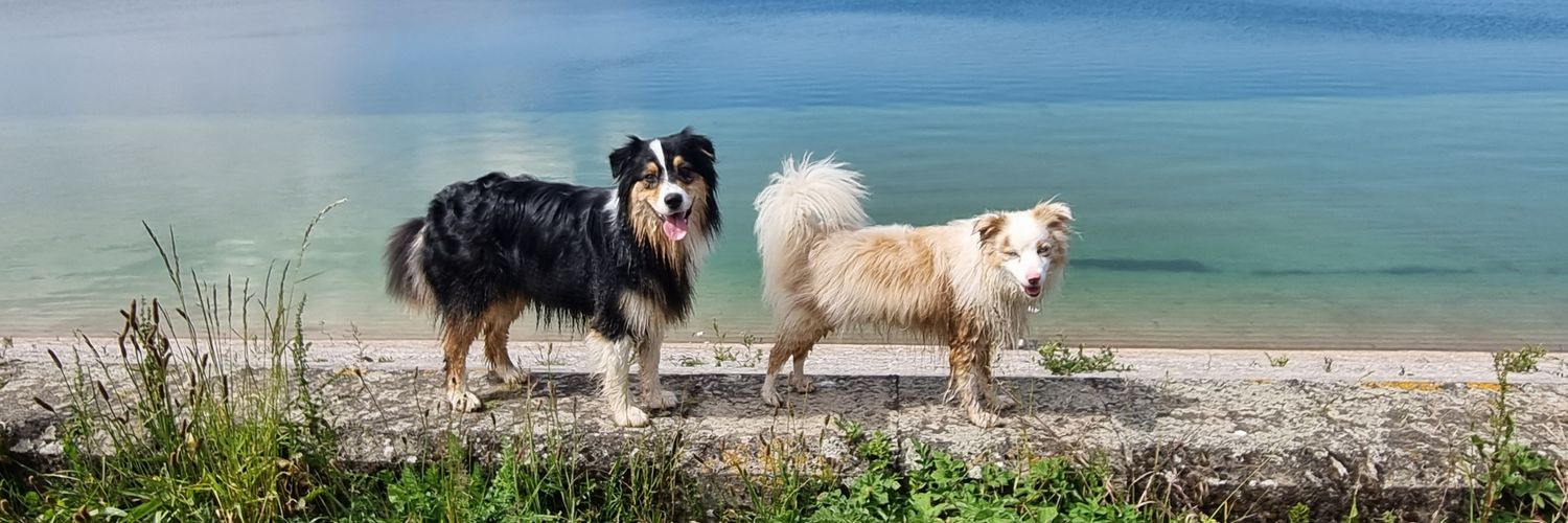 Paws4Teaching banner