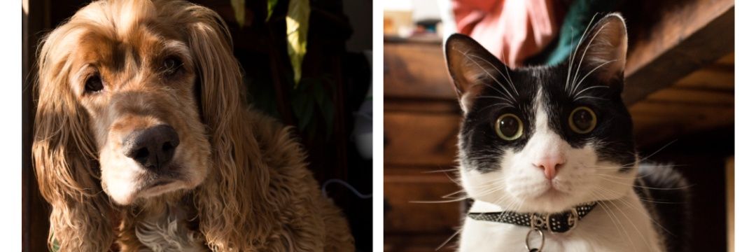 Cat ☠️ banner