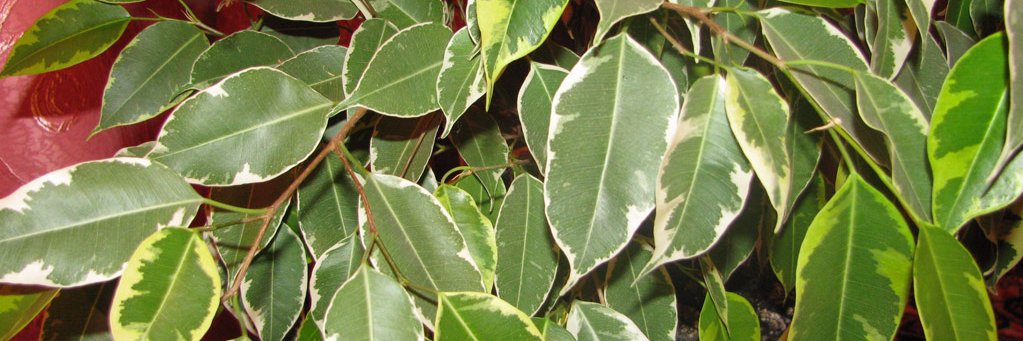 Ficus06's profile banner image