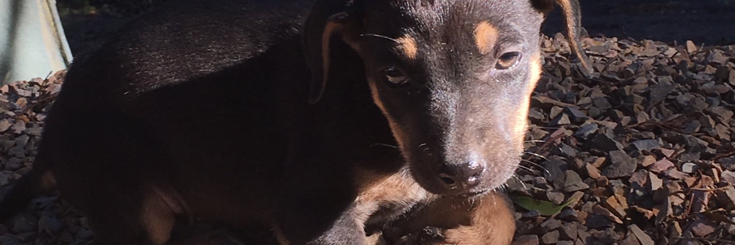 adoptaperrosba's profile banner image