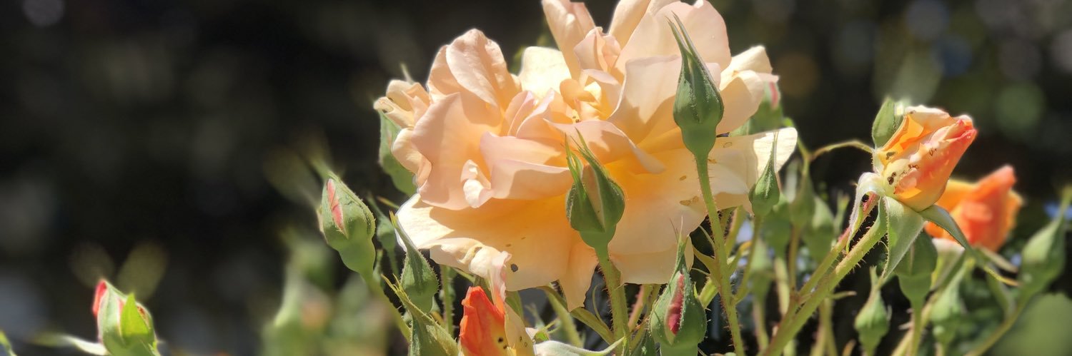 EllenSeebold's profile banner image