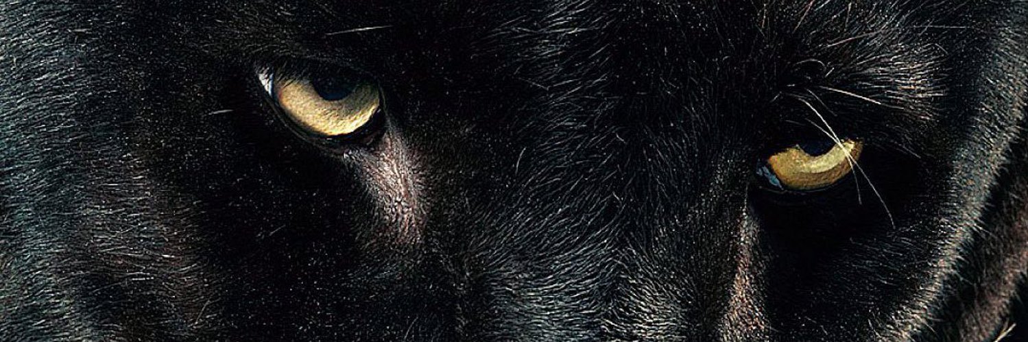 Panter978's profile banner image