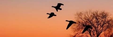 Dalila banner