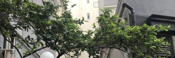 Yezi by the sea banner