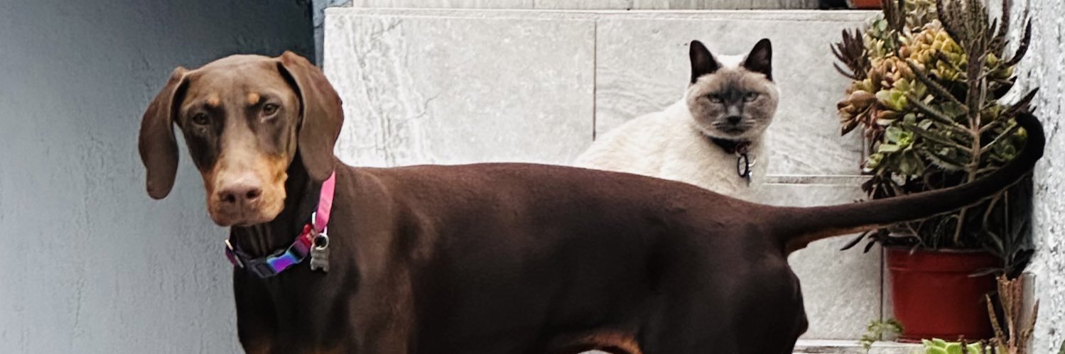everavicach's profile banner image