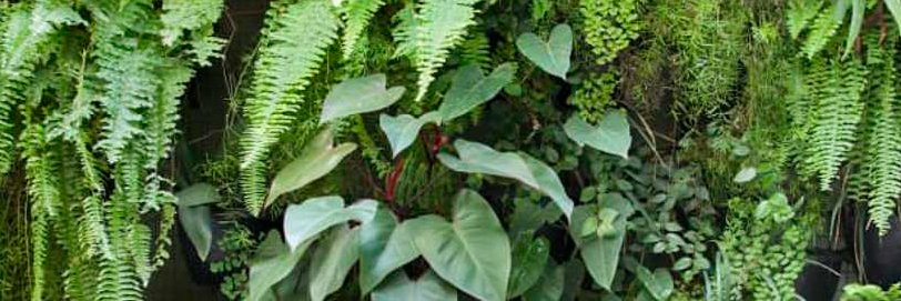 plantitarandom's profile banner image
