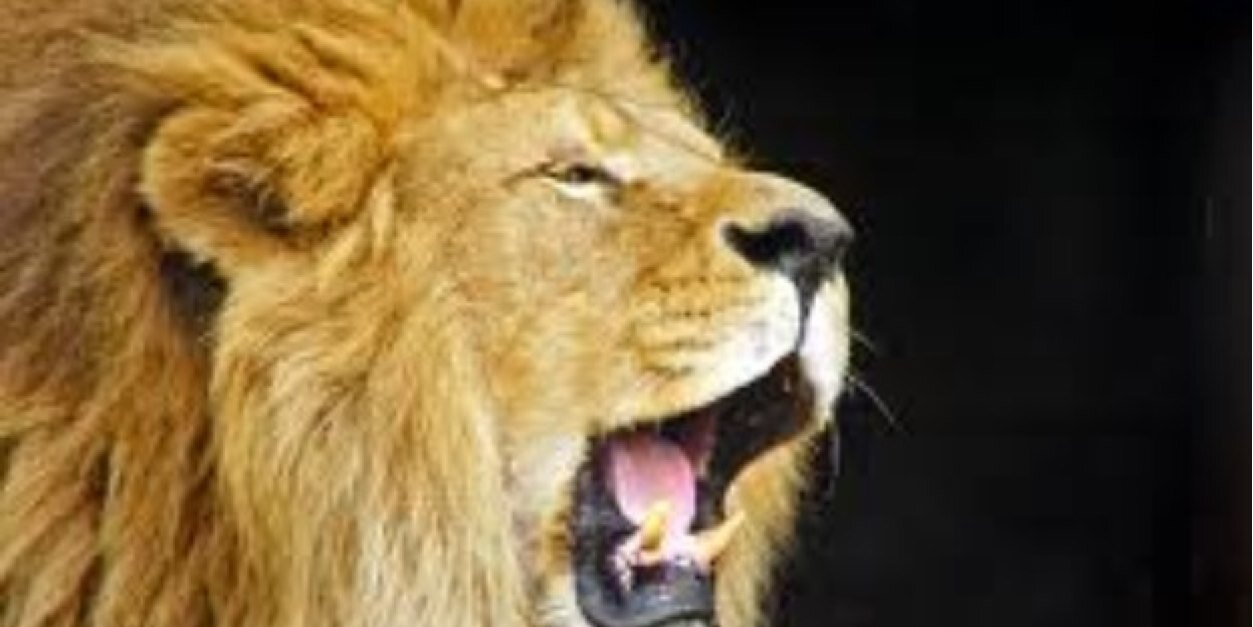 RoarinLions's profile banner image