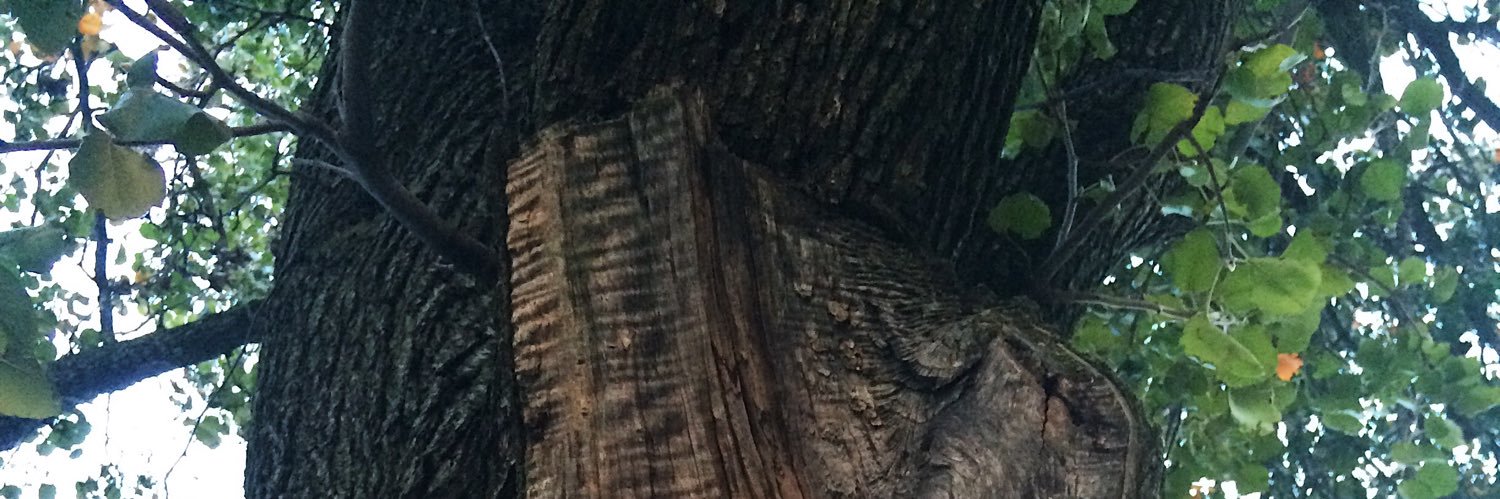 _BrandiBean_'s profile banner image