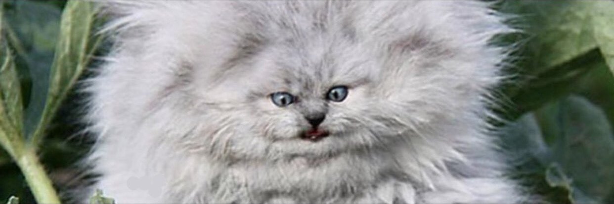 behmanhakbuddy's profile banner image