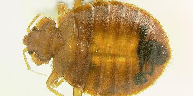 Bed Bug SOS banner