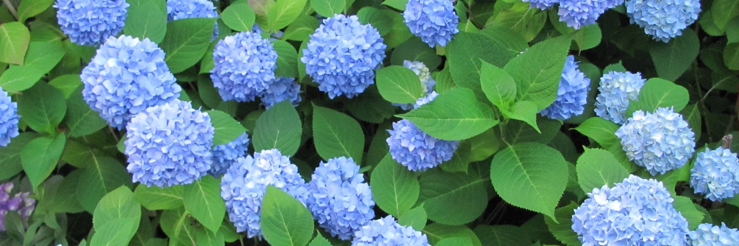 Princess Leflore banner